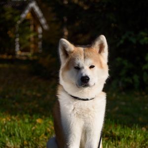 Preview wallpaper shiba inu, dog, pet, glance, cute