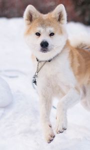 Preview wallpaper shiba inu, dog, pet, run, snow, winter