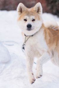 Preview wallpaper shiba inu, dog, pet, run, snow, winter