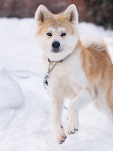 Preview wallpaper shiba inu, dog, pet, run, snow, winter