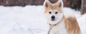 Preview wallpaper shiba inu, dog, pet, run, snow, winter