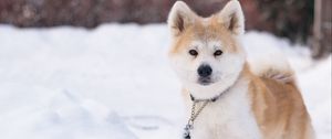 Preview wallpaper shiba inu, dog, pet, run, snow, winter