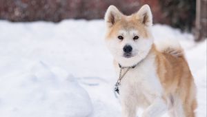 Preview wallpaper shiba inu, dog, pet, run, snow, winter