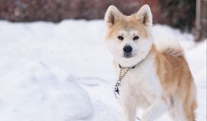 Preview wallpaper shiba inu, dog, pet, run, snow, winter