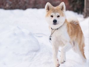 Preview wallpaper shiba inu, dog, pet, run, snow, winter