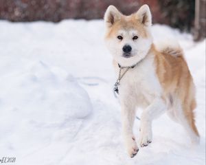 Preview wallpaper shiba inu, dog, pet, run, snow, winter