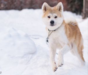 Preview wallpaper shiba inu, dog, pet, run, snow, winter