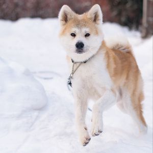 Preview wallpaper shiba inu, dog, pet, run, snow, winter