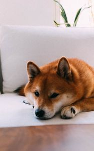 Preview wallpaper shiba inu, dog, pet, relax