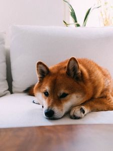 Preview wallpaper shiba inu, dog, pet, relax