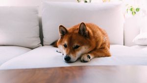 Preview wallpaper shiba inu, dog, pet, relax