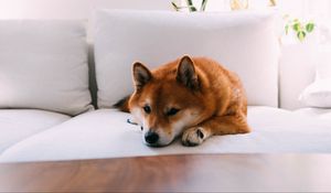 Preview wallpaper shiba inu, dog, pet, relax