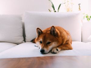 Preview wallpaper shiba inu, dog, pet, relax