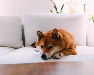 Preview wallpaper shiba inu, dog, pet, relax