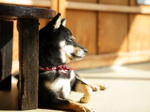 Preview wallpaper shiba inu, dog, pose, pet