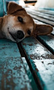 Preview wallpaper shiba inu, dog, puppy, lying