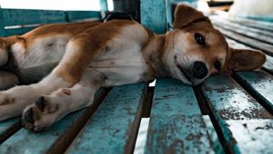 Preview wallpaper shiba inu, dog, puppy, lying