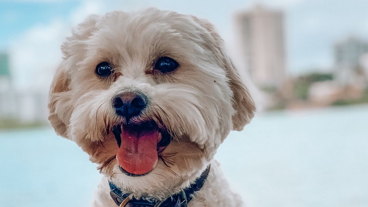 Wallpaper shih-poo, dog, pet, protruding tongue