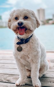 Preview wallpaper shih-poo, dog, pet, protruding tongue