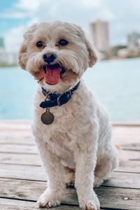 Preview wallpaper shih-poo, dog, pet, protruding tongue