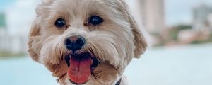 Preview wallpaper shih-poo, dog, pet, protruding tongue
