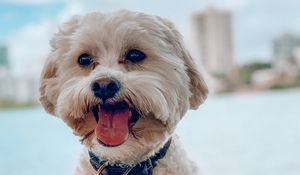 Preview wallpaper shih-poo, dog, pet, protruding tongue