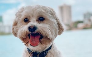 Preview wallpaper shih-poo, dog, pet, protruding tongue