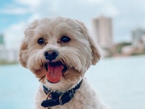 Preview wallpaper shih-poo, dog, pet, protruding tongue