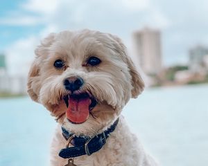 Preview wallpaper shih-poo, dog, pet, protruding tongue