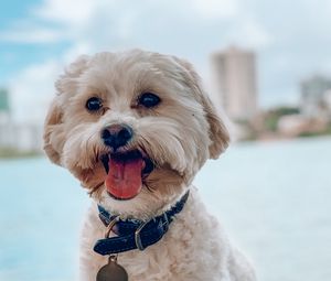 Preview wallpaper shih-poo, dog, pet, protruding tongue