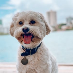 Preview wallpaper shih-poo, dog, pet, protruding tongue