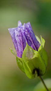 Preview wallpaper shoo-fly plant, flower, bud, purple, macro