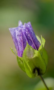 Preview wallpaper shoo-fly plant, flower, bud, purple, macro