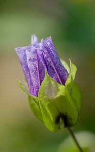 Preview wallpaper shoo-fly plant, flower, bud, purple, macro