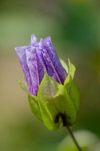 Preview wallpaper shoo-fly plant, flower, bud, purple, macro