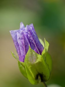 Preview wallpaper shoo-fly plant, flower, bud, purple, macro