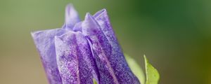 Preview wallpaper shoo-fly plant, flower, bud, purple, macro