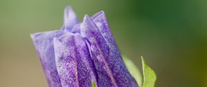 Preview wallpaper shoo-fly plant, flower, bud, purple, macro