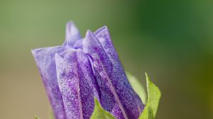 Preview wallpaper shoo-fly plant, flower, bud, purple, macro