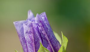 Preview wallpaper shoo-fly plant, flower, bud, purple, macro