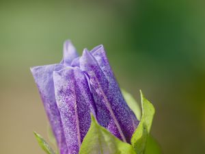 Preview wallpaper shoo-fly plant, flower, bud, purple, macro