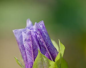 Preview wallpaper shoo-fly plant, flower, bud, purple, macro