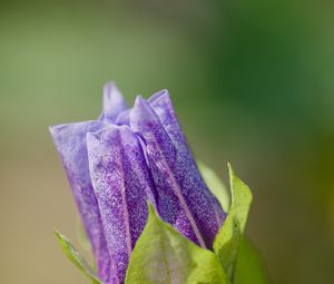 Preview wallpaper shoo-fly plant, flower, bud, purple, macro