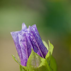 Preview wallpaper shoo-fly plant, flower, bud, purple, macro