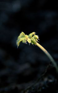 Preview wallpaper shoot, light, dark, plant