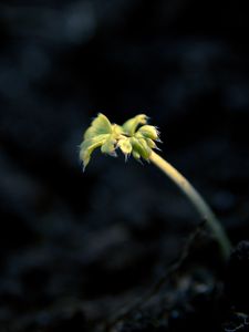 Preview wallpaper shoot, light, dark, plant