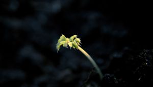 Preview wallpaper shoot, light, dark, plant