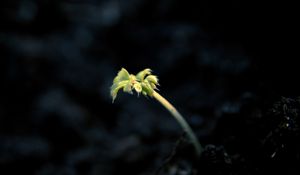 Preview wallpaper shoot, light, dark, plant