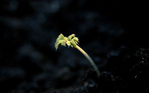 Preview wallpaper shoot, light, dark, plant