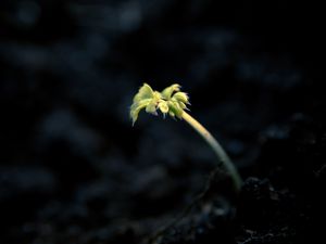 Preview wallpaper shoot, light, dark, plant